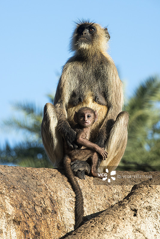哈努曼叶猴妈妈和宝宝图片素材