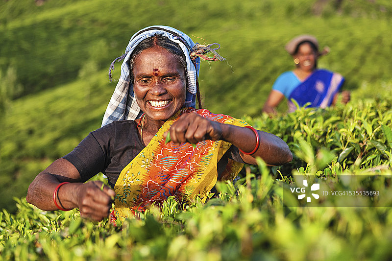 印度南部，泰米尔采摘者在种植园里采集茶叶图片素材