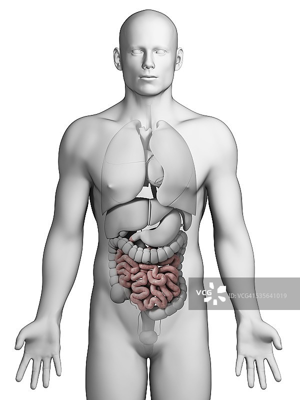 人体小肠，插图图片素材
