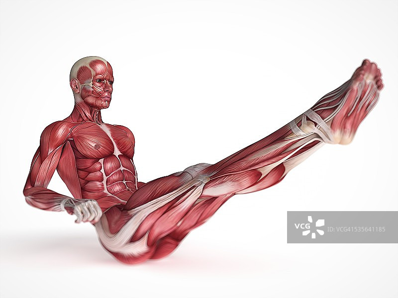人体肌肉系统，说明图片素材
