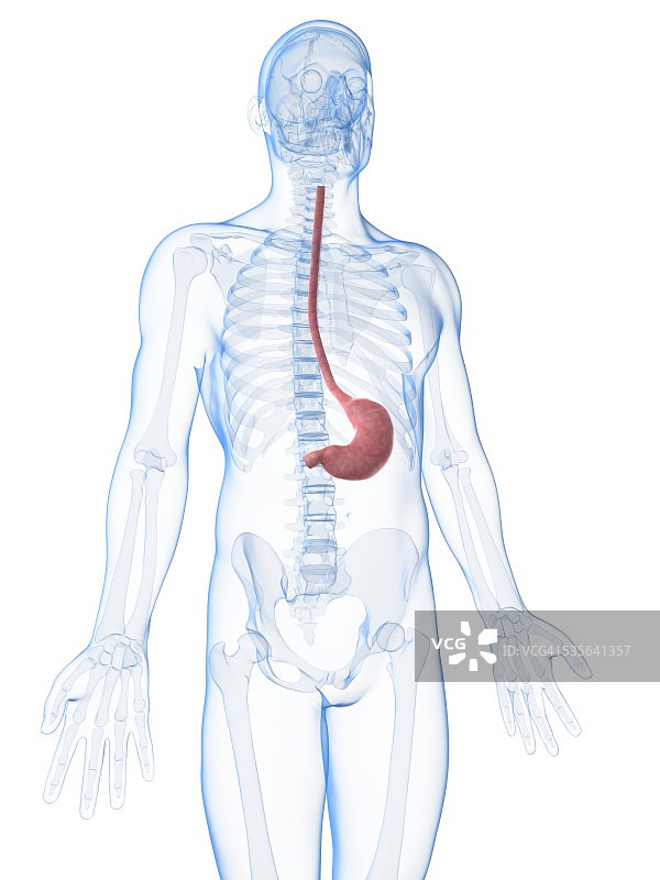 人类的胃,插图图片素材