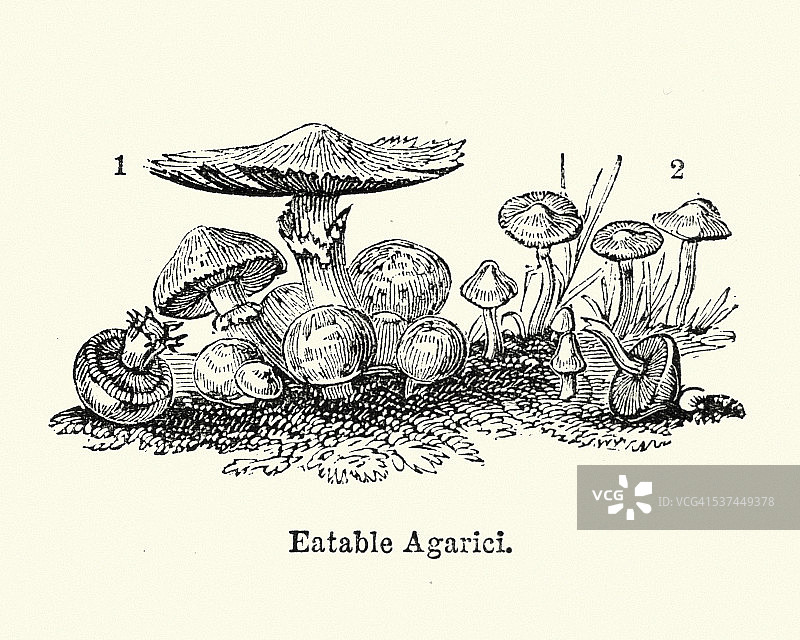 可吃的双孢蘑菇图片素材