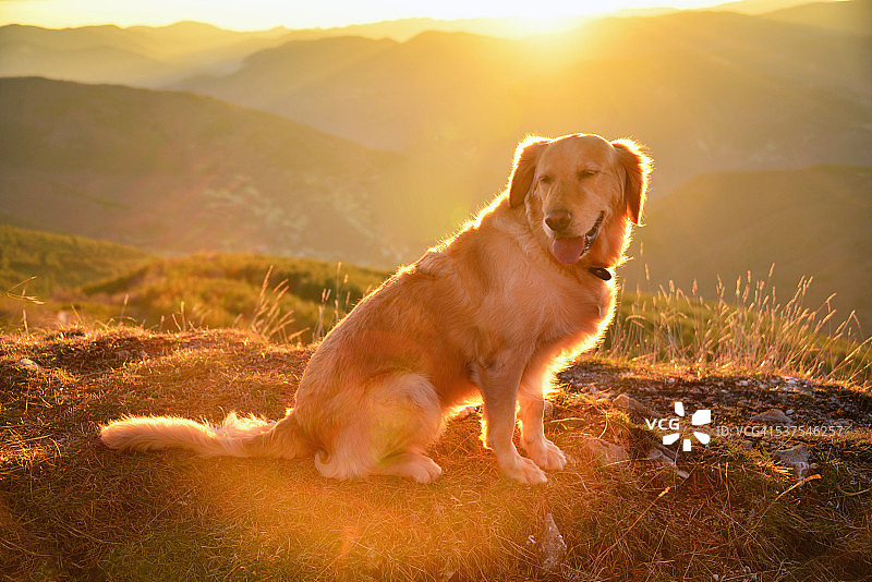 金毛猎犬在山上享受日出图片素材