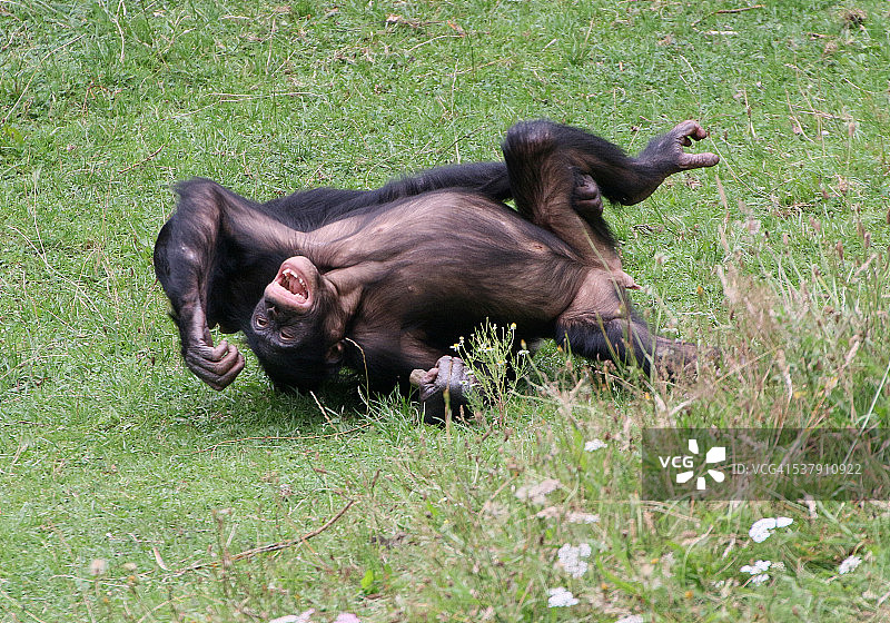 顽皮的小倭黑猩猩图片素材