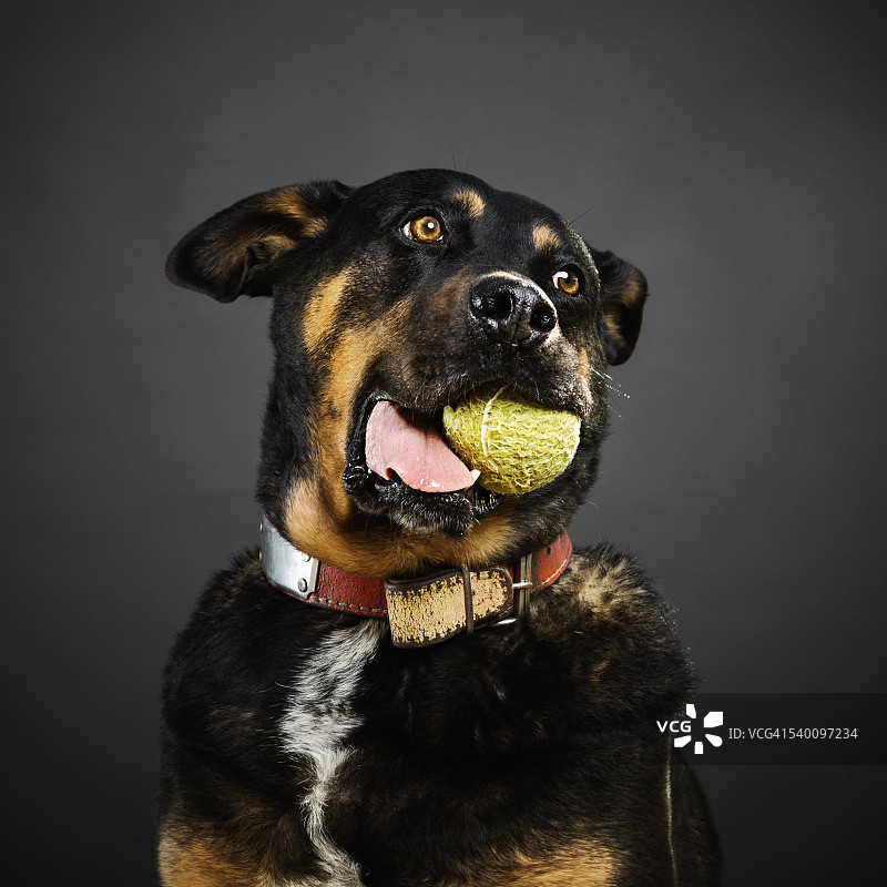 罗威纳犬和网球的肖像图片素材
