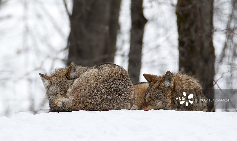 冬天的森林狼图片素材