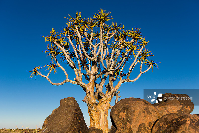 非洲纳米比亚keetsmanshop巨人游乐场的箭袋树图片素材
