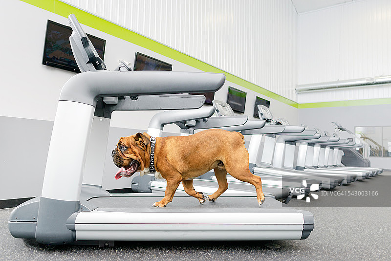 在健身房现代跑步机上的英国斗牛犬图片素材