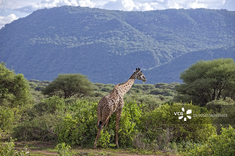 长颈鹿、坦桑尼亚旅行图片素材