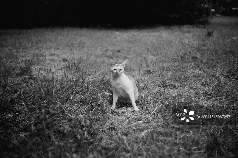 草丛中的猫图片素材