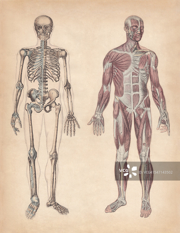 人类骨骼和肌肉，手工着色版画，1861年出版图片素材
