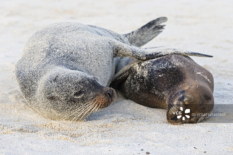 厄瓜多尔，加拉帕戈斯群岛，圣达菲，两只沙色海狮躺在海滩上图片素材