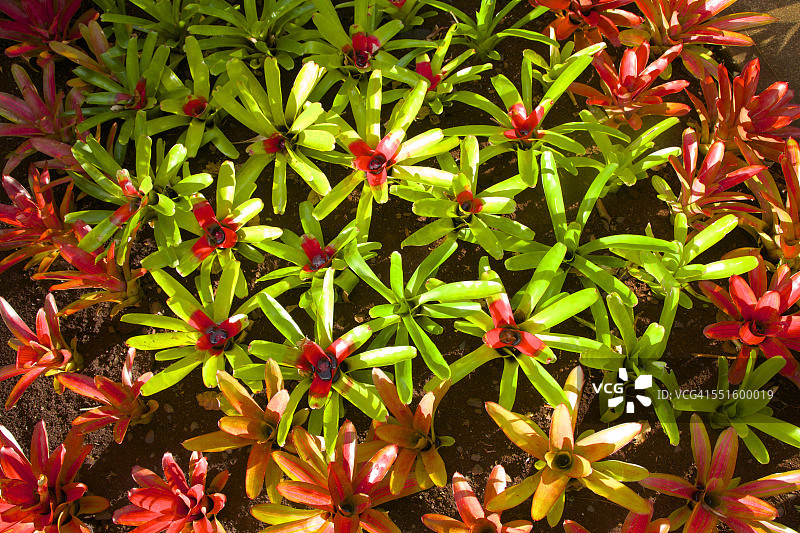 绿色和红色的彩色植物，夏威夷图片素材