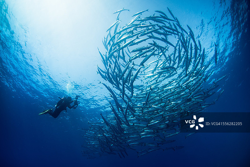 一个潜水员和一群梭鱼图片素材