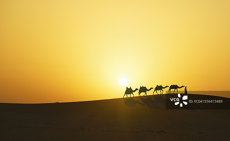 日落时分，阿拉伯联合酋长国迪拜沙漠中的骆驼商队图片素材