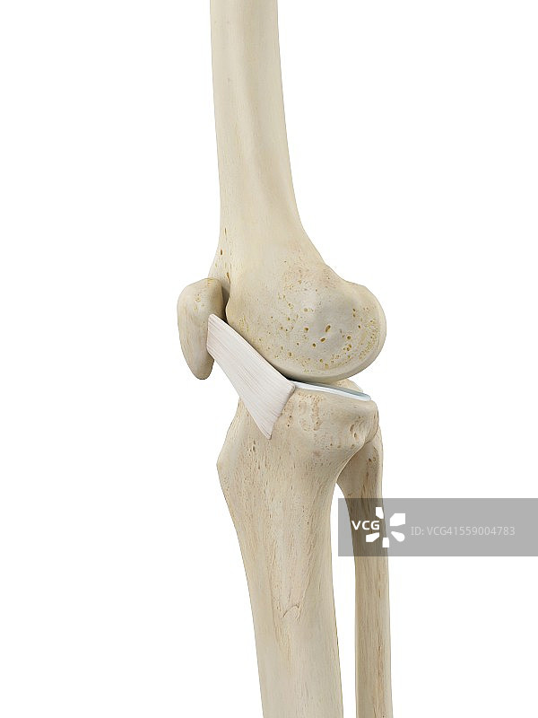 人体膝关节，插图图片素材