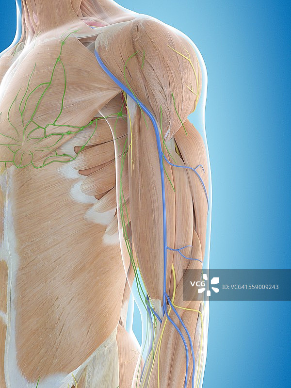 人体肩膀解剖学，说明图片素材