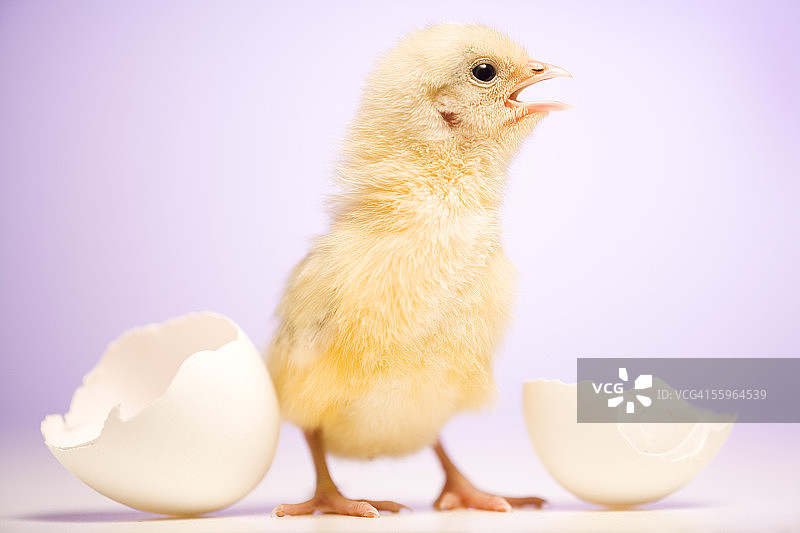 一只小鸡在破碎的白色蛋壳旁边的特写图片素材