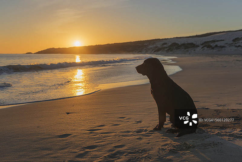日落时分，一只狗坐在水边的沙滩上图片素材