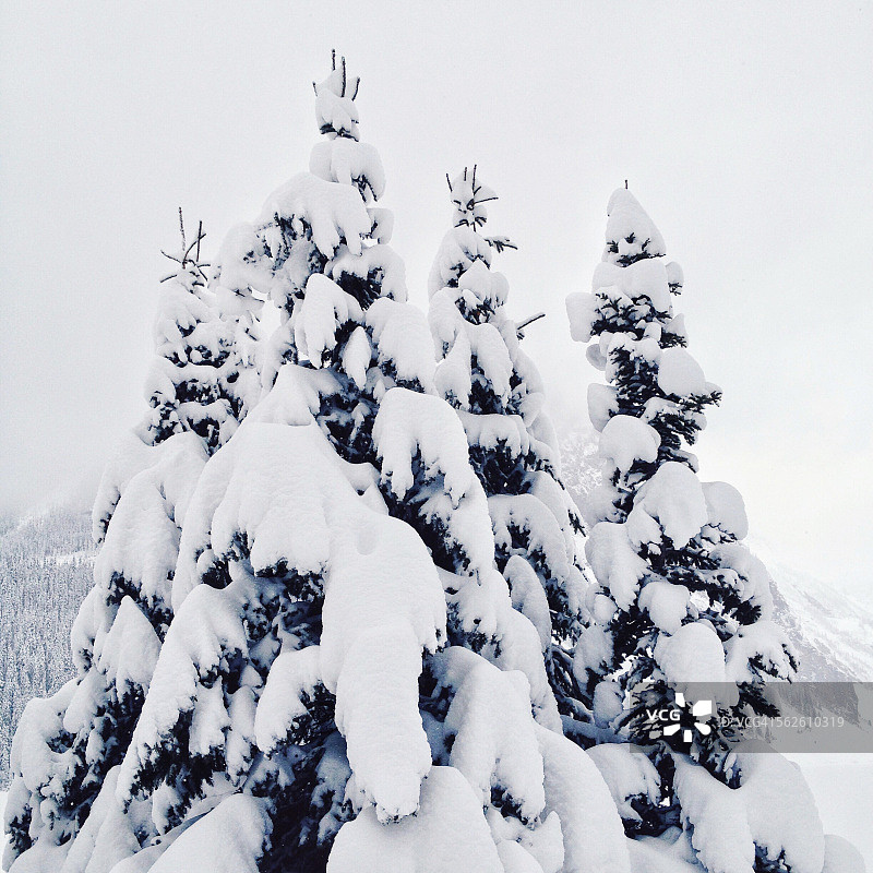 白雪覆盖的树梢图片素材