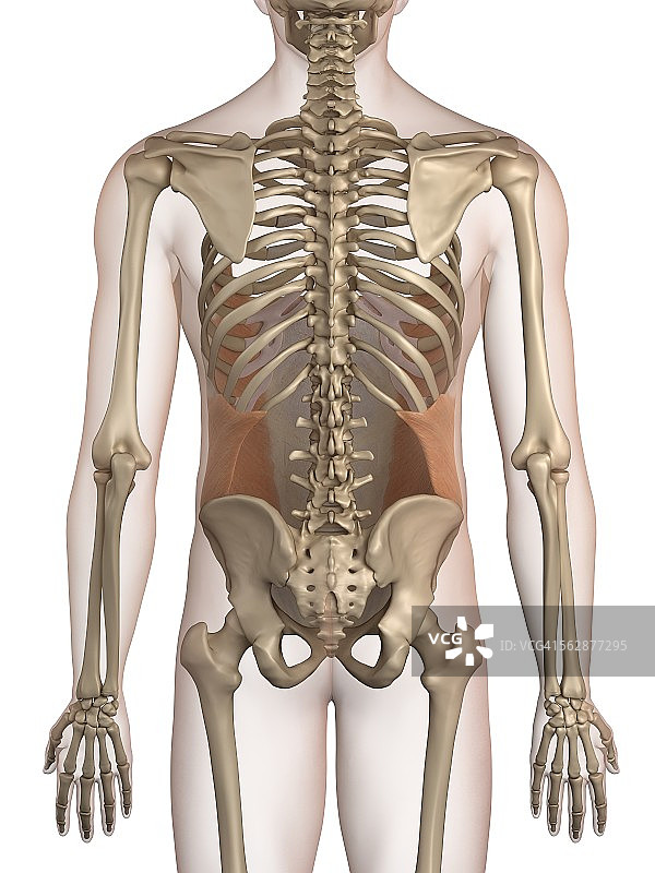 人体腹部肌肉，说明图片素材