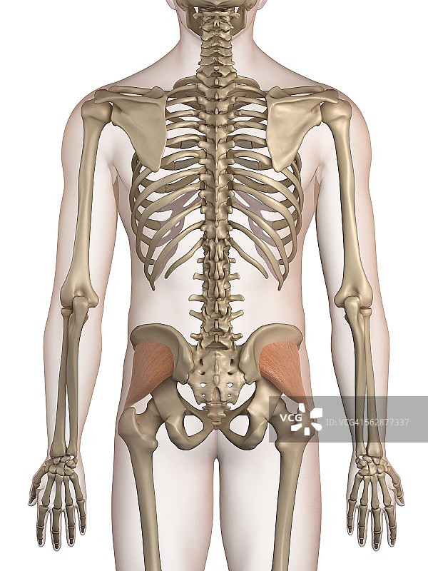 人体臀部肌肉，插图图片素材