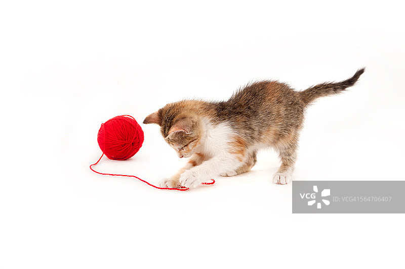 小猫在玩一个红色的毛线球图片素材