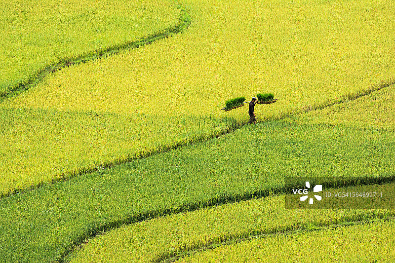 越南木昌寨的稻田图片素材