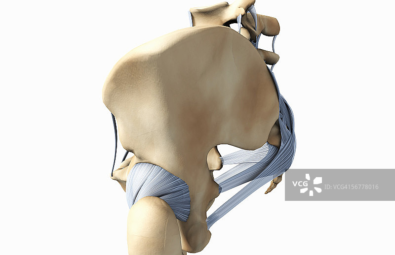 侧位图显示骨盆的骨骼和韧带。图片素材