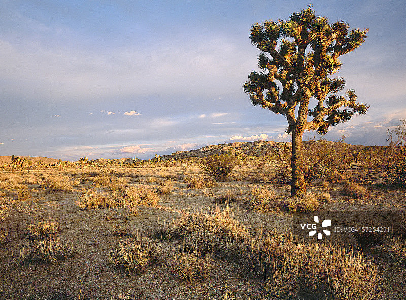 约书亚树在贫瘠的土地上很显眼。丝兰种杂草。约书亚树国家公园，莫哈韦沙漠，加利福尼亚州。图片素材