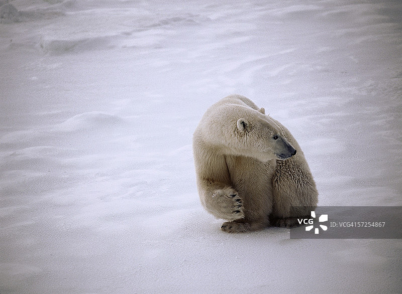 北极熊在海冰上休息。北极熊。哈德逊湾,加拿大。图片素材