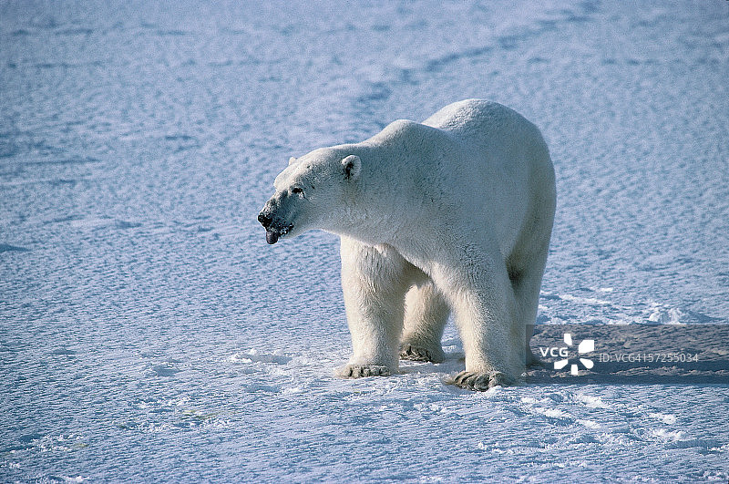 伸出舌头的北极熊。无线电maritimus。加拿大。图片素材