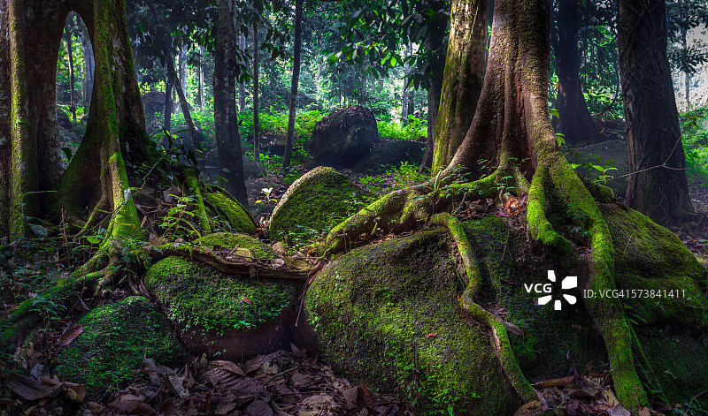 雨林中巨大的扶壁根图片素材
