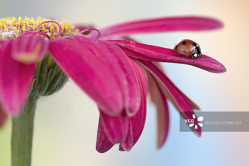 瓢虫在花瓣上图片素材