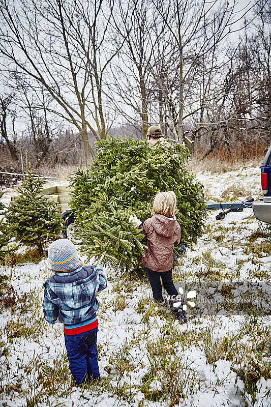 父亲，女儿和儿子扛着从圣诞树农场砍下来的圣诞树到拖车图片素材