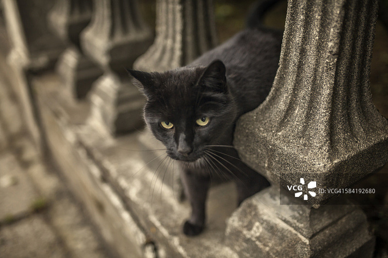 孟买猫，黑猫图片素材