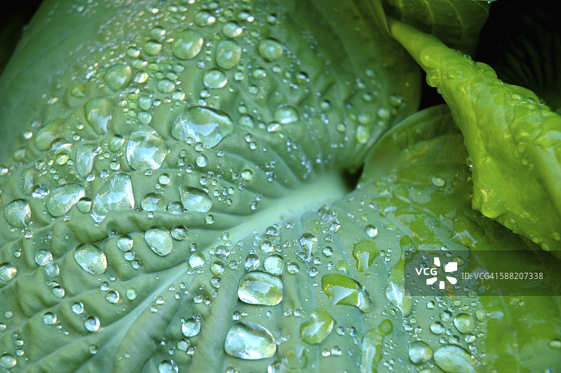 绿色植物叶子上的水滴，近距离观察图片素材