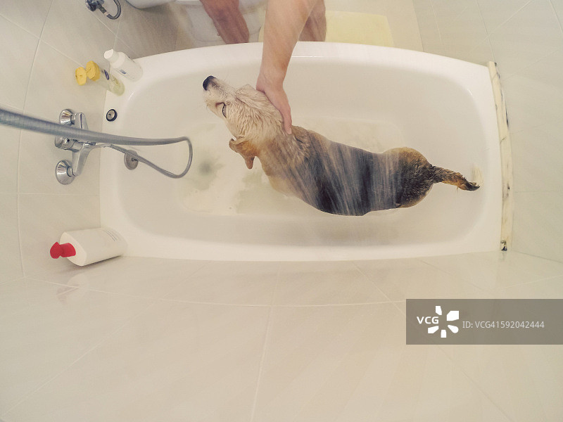头顶上的老比格尔狗洗澡在浴缸和一个人洗澡他。图片素材