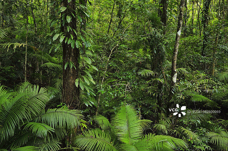 热带雨林图片素材