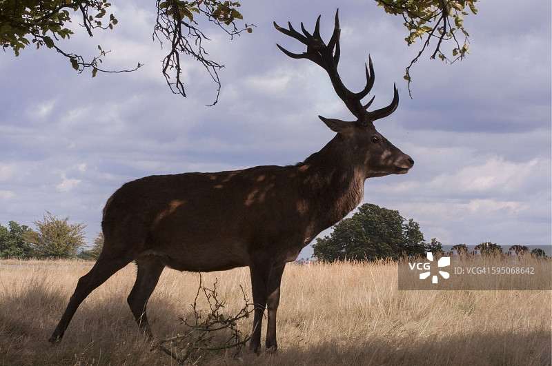 里士满公园的夏季红鹿和休鹿图片素材