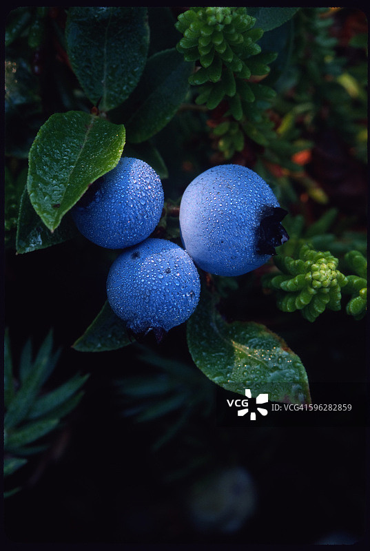 野生蓝莓图片素材