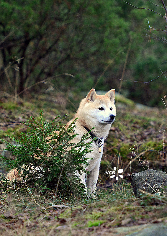 森林里的日本柴犬图片素材