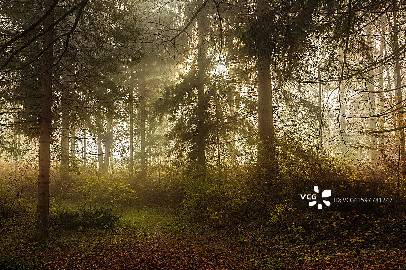 雾蒙蒙的秋天的森林图片素材