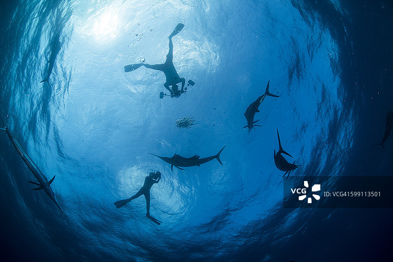 水下狩猎旗鱼和潜水员的场景图片素材