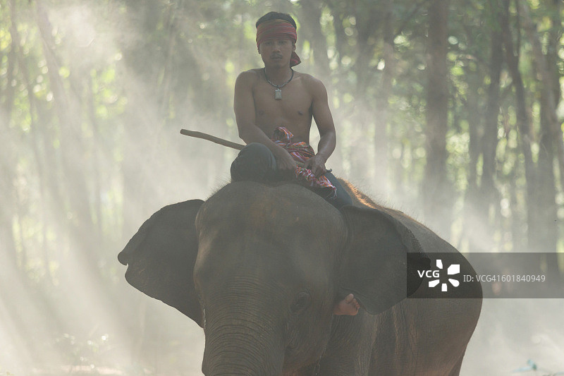 泰国素林的象夫图片素材