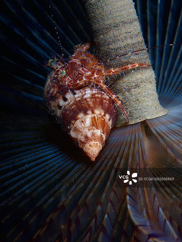 寄居蟹在海蠕虫上图片素材