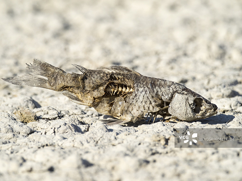 干涸的湖床上的死鲤鱼的骨架，(鲤)。图片素材