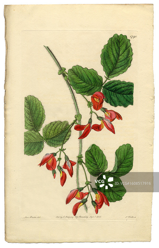 肯尼迪·马里亚塔，肯尼迪，迪亚德尔菲娅·迪坎德里亚维多利亚植物学插图，1835年图片素材