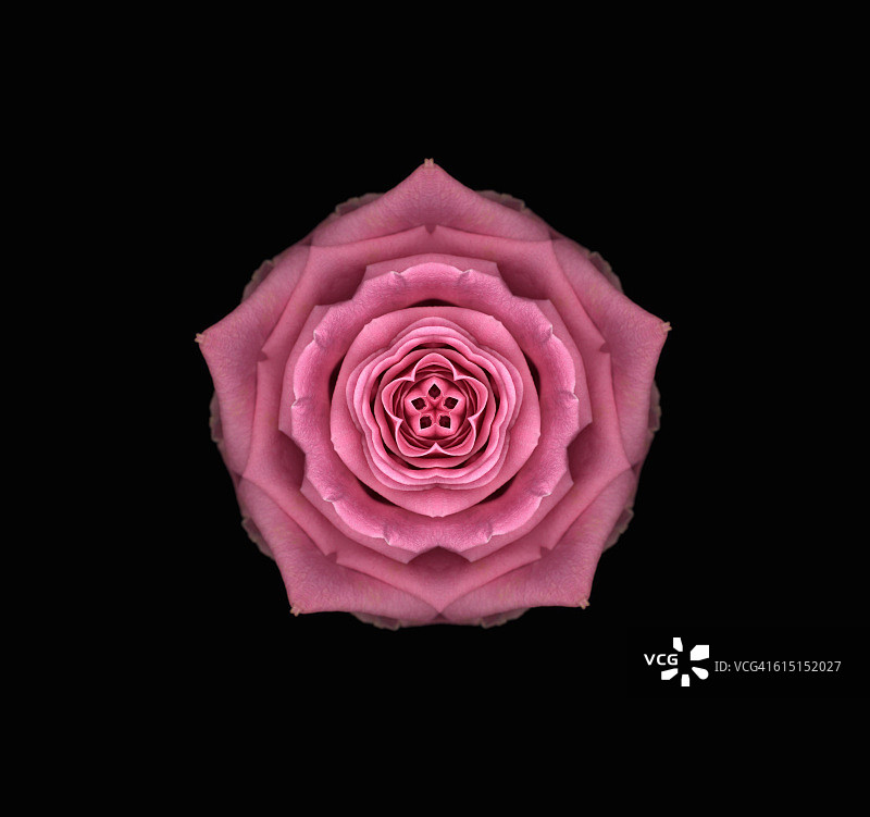 粉红水玫瑰曼荼罗图片素材