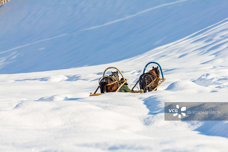 雪橇马在雪/新疆，中国。图片素材
